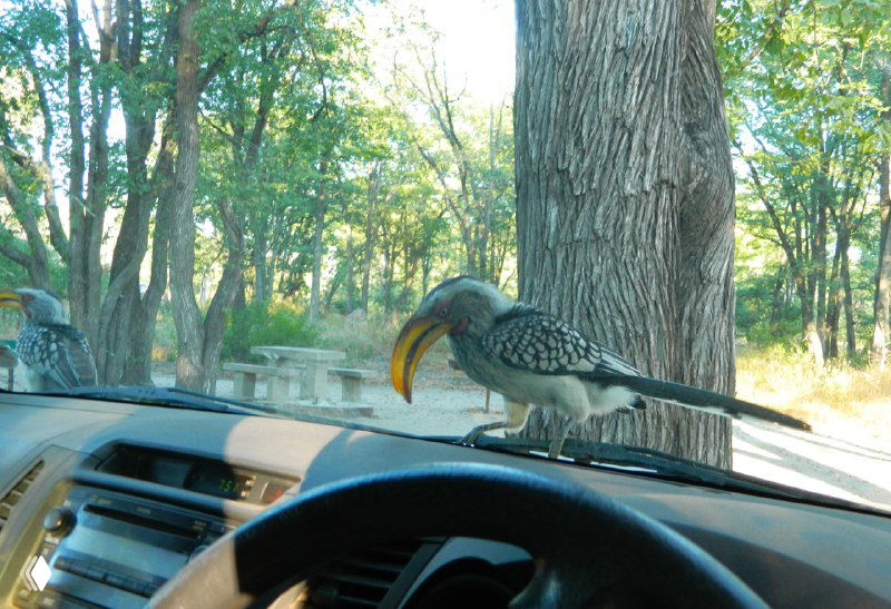 Птица-носорог сидит на приборной панели автомобиля — кадр из кемпинга, показывающий близкие встречи с местной фауной и риск контакта диких птиц с техникой.