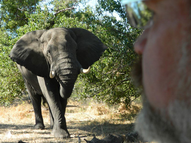 Крупный слон в нескольких метрах от автомобиля, снятый вблизи через окно — демонстрация того, как близко может подойти дикая крупная фауна на сафари.