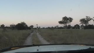 Вид из кабины на тёмнеющую дорогу через саванну в сумерках: узкая грунтовая дорожка, высокая трава по бокам и силуэты деревьев на горизонте.