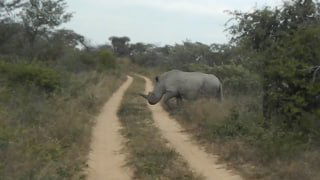 Слон пересекает узкую грунтовую дорогу прямо перед автомобилем — типичная ситуация, когда дикая природа непредсказуемо блокирует путь на треке.
