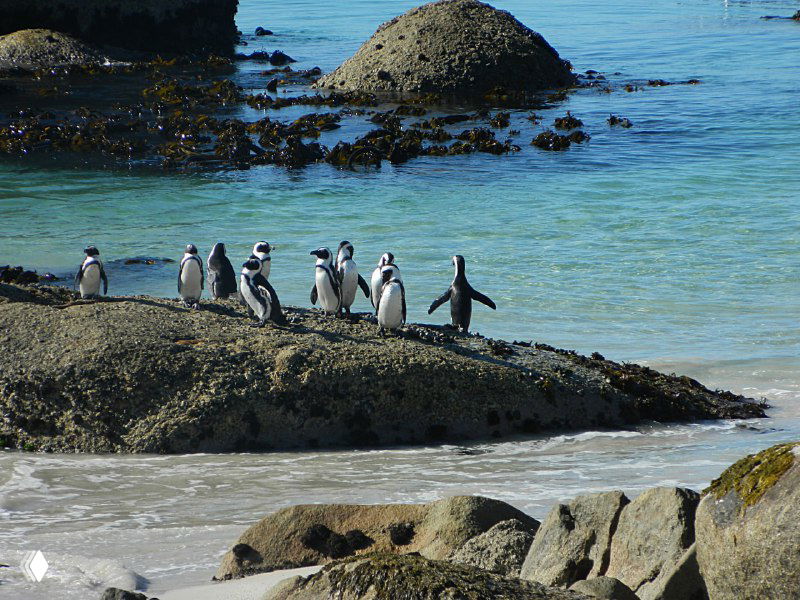 ЮАР — колония пингвинов