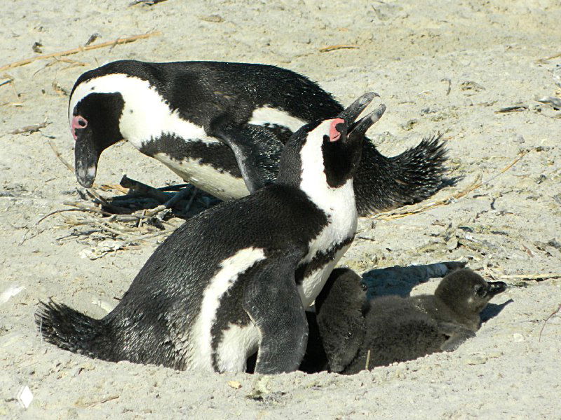 Две взрослые африканские пингвинихи на песке Boulders Beach, рядом виден пухлый птенец в вырытой ямке для гнезда.