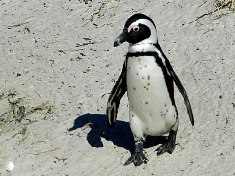 Одиночный африканский пингвин стоит на песке Boulders Beach, чётко виден контраст чёрно‑белого оперения и розовые участки вокруг глаз.