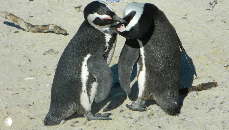 Два африканских пингвина на песке Boulders Beach в близком контакте, один как будто ухаживает за другим — типичное парное поведение.