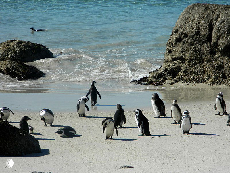 Большая группа африканских пингвинов прогуливается по белому песку пляжа Boulders Beach, на заднем плане видна береговая линия и море.