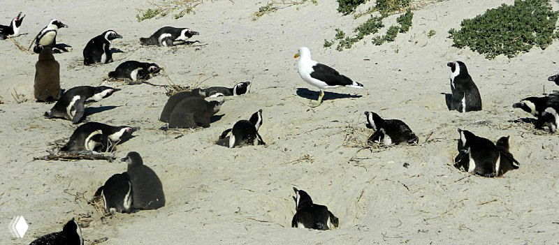 Пингвины отдыхают на песке среди камней на Boulders Beach; среди них видна крупная чайка, пытающаяся приблизиться к птенцам.