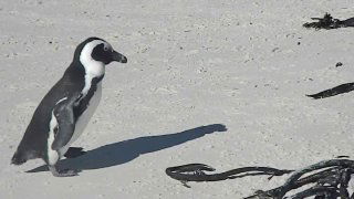 Одиночный пингвин шагает рядом с морскими водорослями на песке Boulders Beach — виден профиль птицы и тень на берегу.