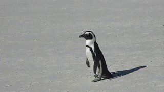 Пингвин идёт по ровному белому песку Boulders Beach, заметны его следы и тень на прибрежной поверхности у линии прибоя.