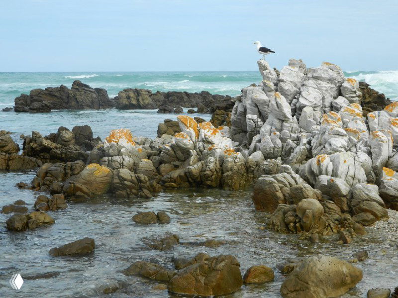 Прибрежные скалы и камни у океана с чайкой на вершине, резкий прибрежный рельеф и море в пасмурный день в районе мыса.
