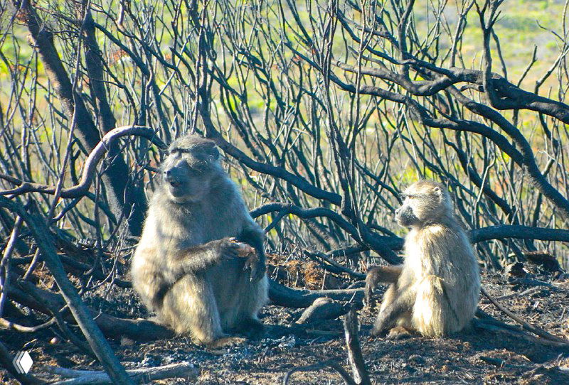 Две взрослые особи павианов сидят на выгоревшем участке кустарника у дороги, вокруг черные обгоревшие ветки после пожара.