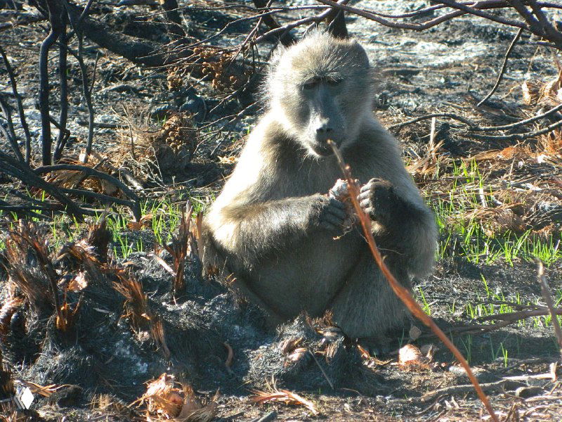 Крупный молодой павиан сидит и держит в лапах веточку, детальное фото животного на фоне пепельного подлеска после пожара.