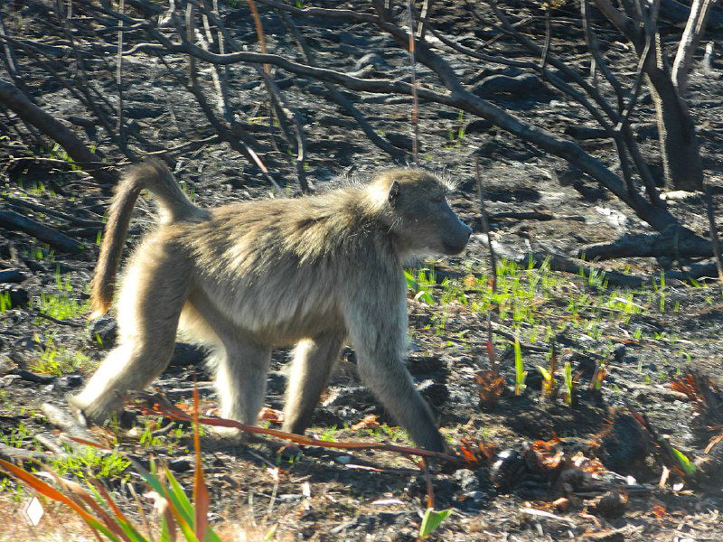 Павиан в движении: животное шагает по выгоревшей траве и веткам, заметно, как животные ищут корешки в ожогах почвы.