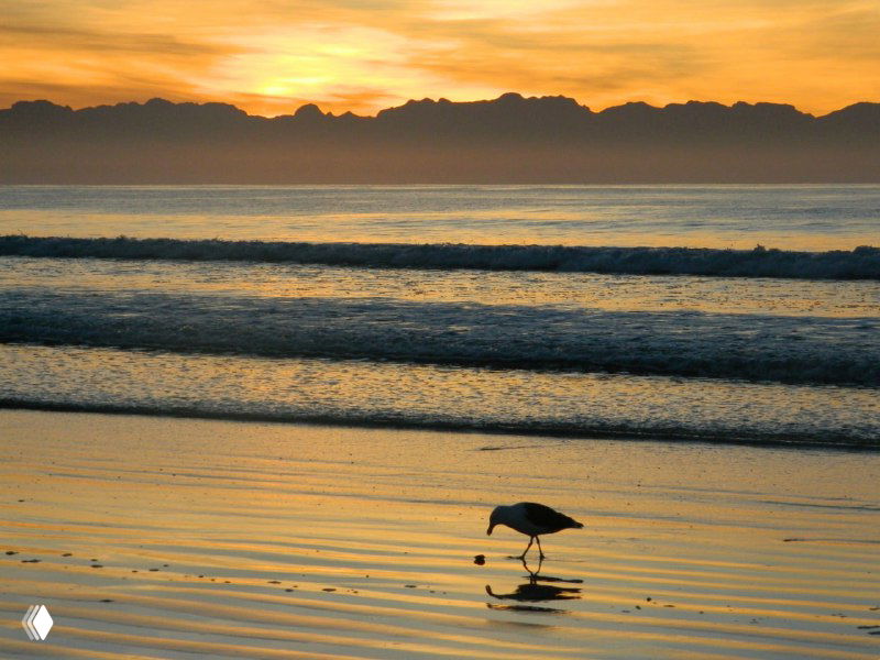 Закатный пляж с одинокой птицей на мелководье, спокойная океанская гладь и оранжевое небо на горизонте у побережья ЮАР.