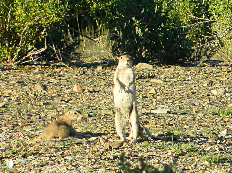 Мелкий зверёк, похожий на суслика, стоит на задних лапах на каменистой поверхности среди травы и мелких камней в Намибии.