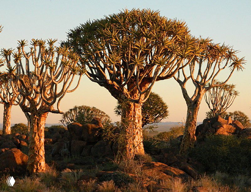 Кокербумовые алоэ (quiver trees) на фоне тёплого заката, силуэты деревьев и золотой свет на стволах в типичном намбийском пейзаже.