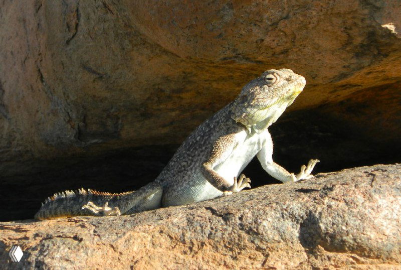 Ящерка греется на поверхности камня в трещине среди долеритовых глыб, хорошо видна структура кожи и рельеф скалы.