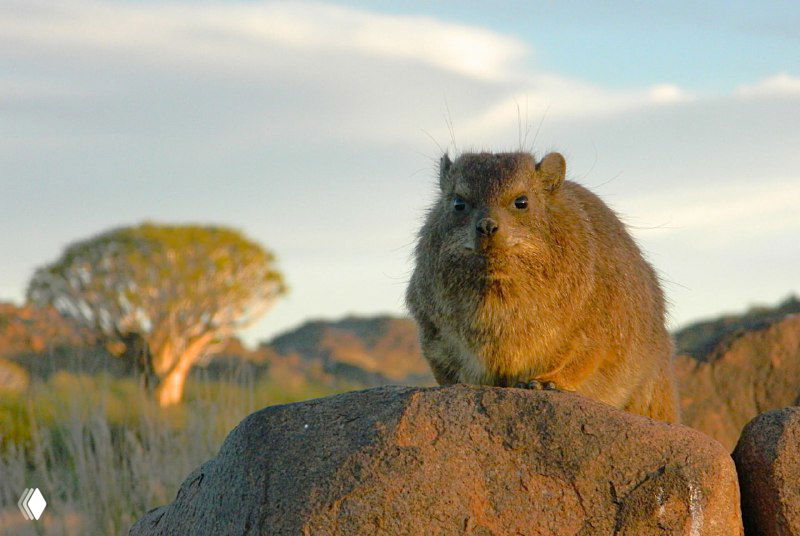 Крупный план мелкого зверька, похожего на суслика, сидящего на камне; видна фактура шерсти и выражение мордочки на фоне кокербумов.