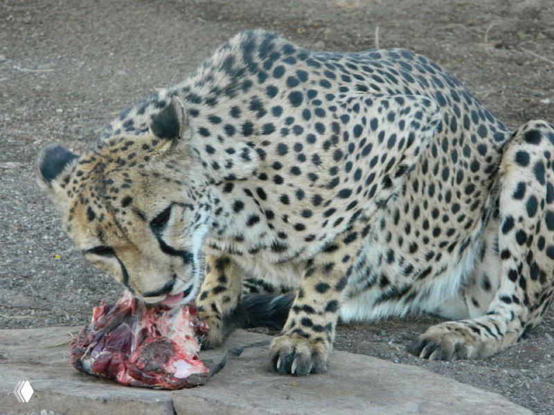 Гепард ест кость в загоне: видно пятнистую шкуру, пасть с куском мяса и характерную позу хищника вблизи фермы Quivertree.