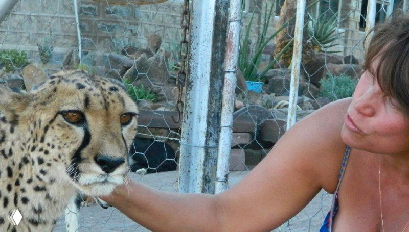 Человек гладит ручную гепардиху в загоне на ферме: контакт с животным крупным планом, видна морда и взаимодействие с хозяйкой.