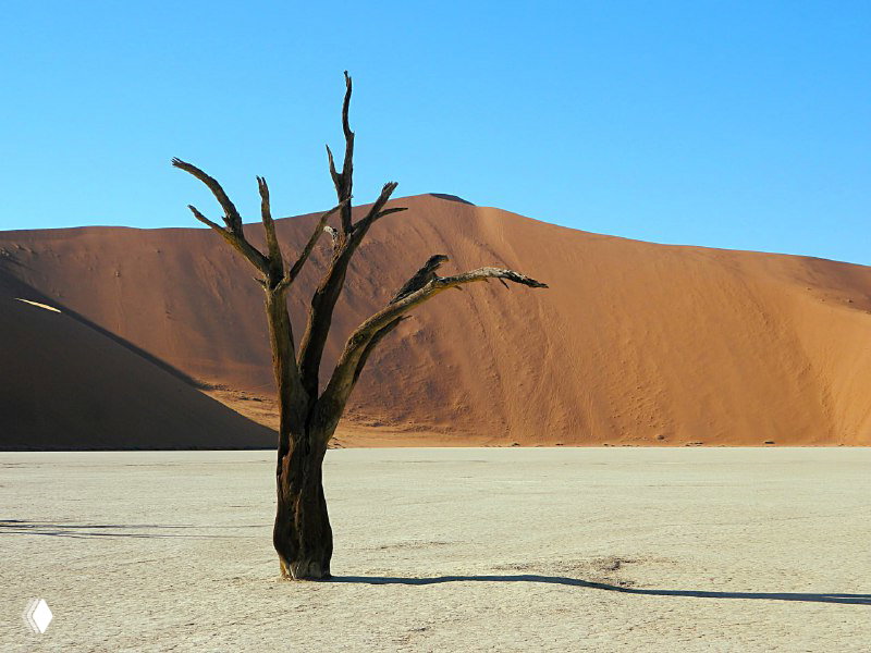 Окаменевшее дерево на белом дне высохшего озера в Соссусфлей на фоне больших красных дюн и голубого неба.