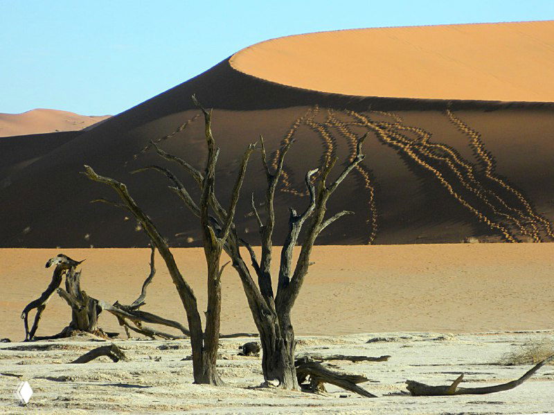 Группа засохших деревьев на светлом дне озера перед массивными рыжими дюнами; видны следы и текстура песчаных склонов.