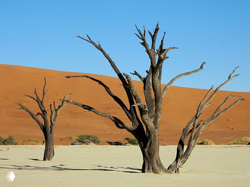 Крупное засохшее дерево и его тонкие ветви на светлом солончаках; на заднем плане виднеются высокие дюны Соссусфлей.