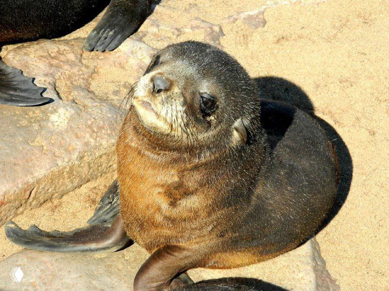 Крупный план молодого морского котика на песке, мордочка, блестящая шерсть и выражение спокойного любопытства у животного.