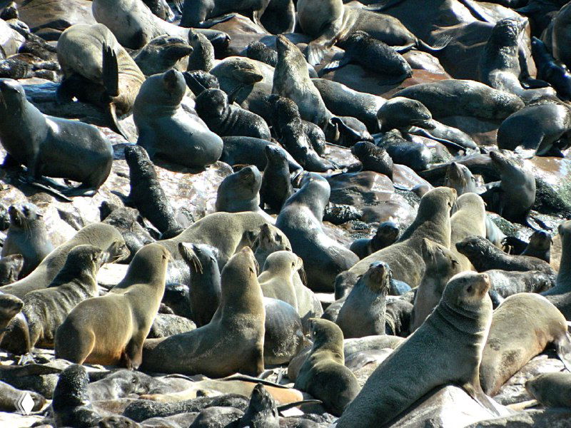 Большая группа морских котиков, лежащих и перемещающихся по каменистому берегу — плотная масса животных разного возраста на солнце.