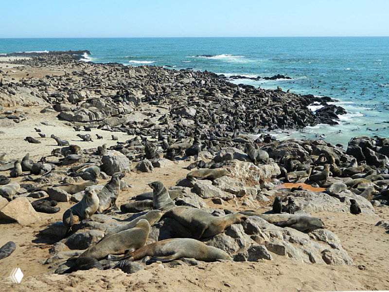 Панорамный вид на побережье, усыпанное морскими котиками и скалами; вдалеке виднеется линия горизонта и океан.