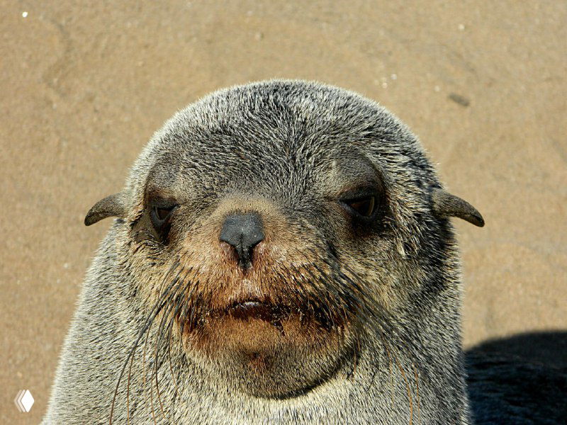 Портретный кадр морского котика: крупная мордочка с короткой шерстью, следы песка на губах и выразительный взгляд прямо в камеру.