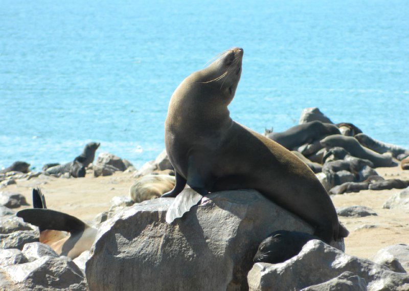 Морской котик сидит на камне, вытянув шею и смотря в сторону моря; голубая вода и скалы видны на заднем плане.