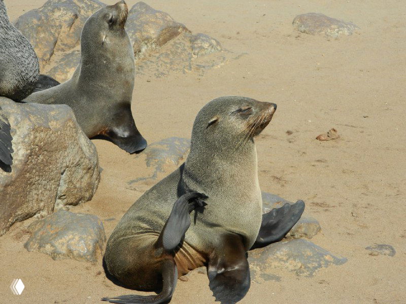 Молодой морской котик на пляже, приподнятая передняя ласточка и тёплый песок вокруг — кадр передвижения животного по берегу.