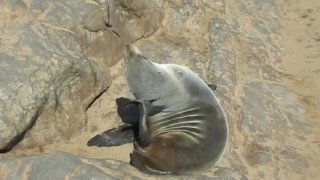 Морской котик отдыхает, свернувшись на скале близ воды; отражение света на гладкой коже и спокойная поза животного.