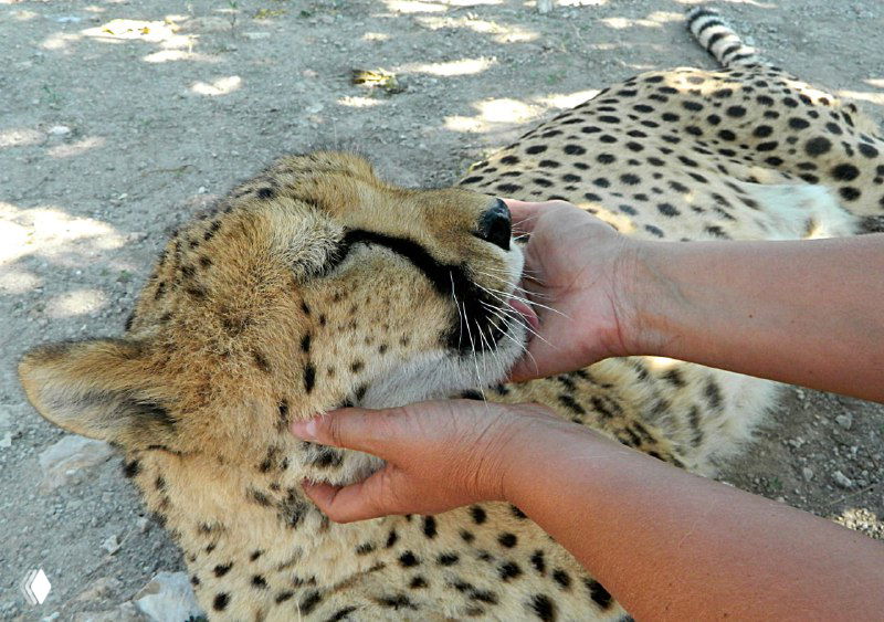 Крупный план: руки держат голову гепарда, который закрывает глаза от удовольствия возле фермы Otjitotongwe.
