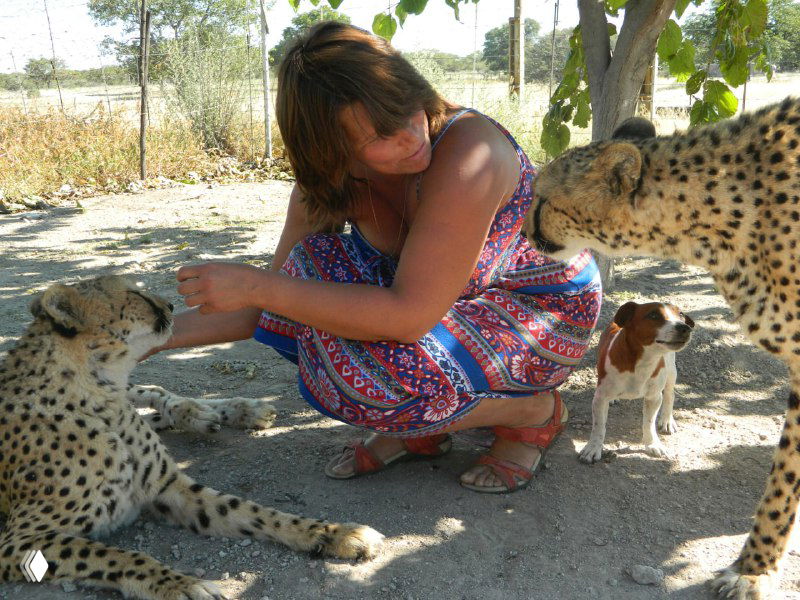 Женщина на корточках поглаживает два гепарда, рядом на заднем плане виден маленький пес; сцена во дворе фермы.