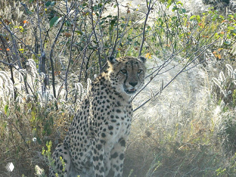 Один гепард сидит в кустах и смотрит в камеру на фоне засушливой саванны фермы в Намибии.