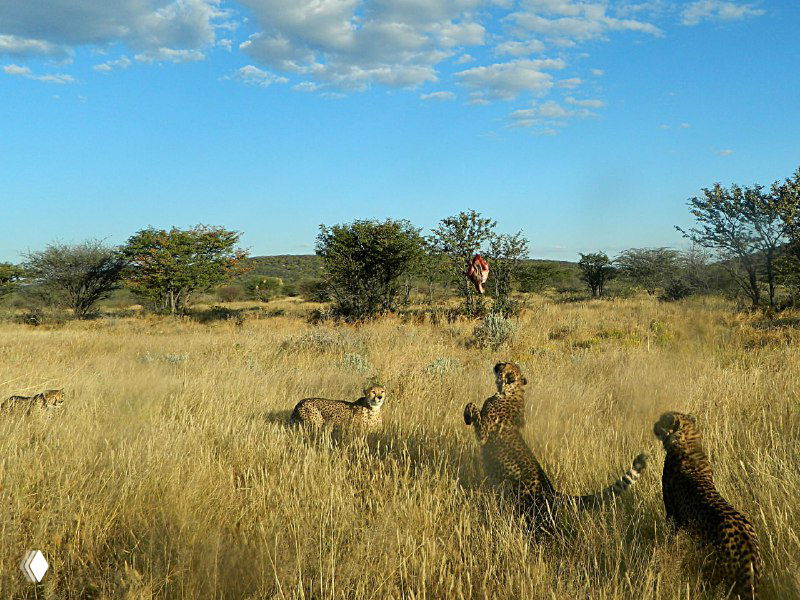 Группа гепардов отдыхает в высоких засохших травах саванны; на горизонте видна плоскость и редкие деревья.