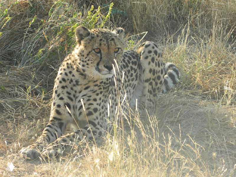 Гепард лежит в траве, крупный план животного в естественной среде на территории фермы в Намибии.