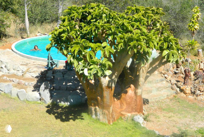 Купальный бассейн у молодого баобаба на территории кемпинга фермы; вокруг зелёные растения и зона отдыха.