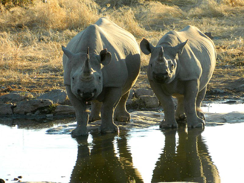 Намибия - носороги и слоны в парке Этоша