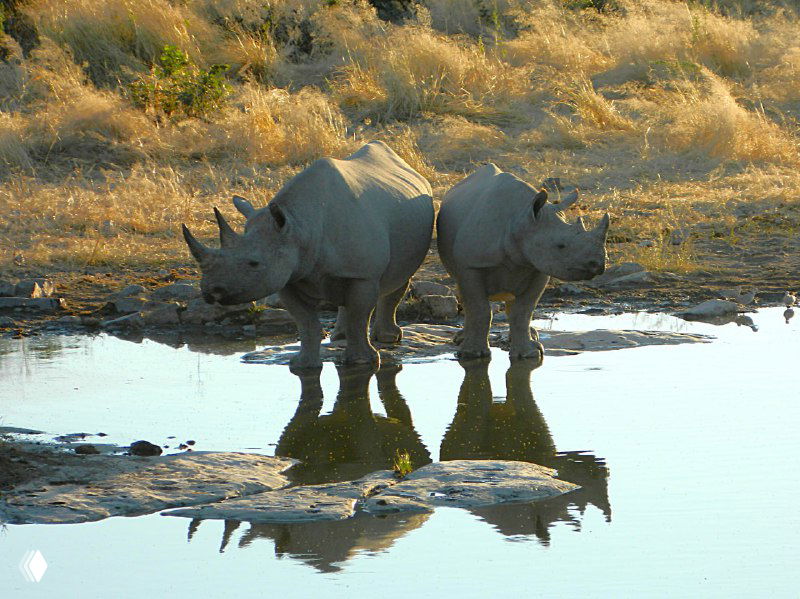 Два носорога у поилки в национальном парке Этоша, вид сбоку, с отражением в воде и сухой травой вокруг на закате.