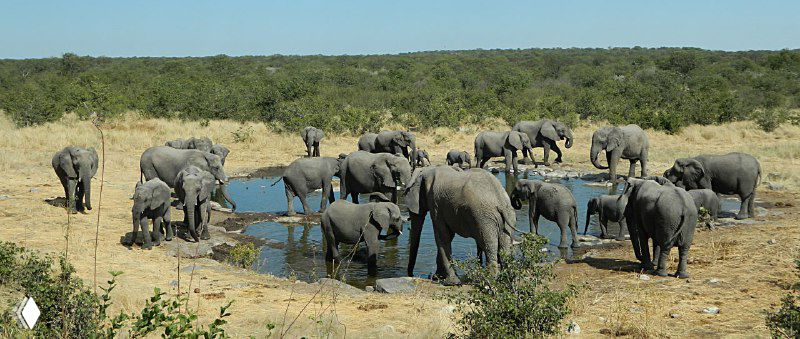 Большое стадо африканских слонов у водоема в Этоше, множество животных собираются на поилке в сухой сезон, панорамный вид.