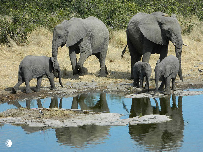 Семья слонов с детенышами у поилки в Этоше, крупный план: мамы и слонята стоят у воды в утреннем свете.