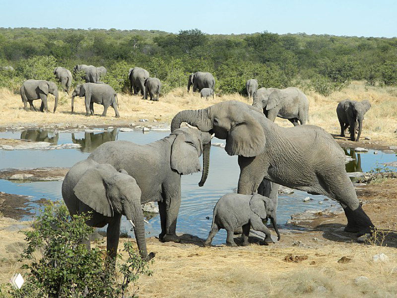 Активная сцена слонов у водоема: игра, брожение и уход за малышами в национальном парке Этоша, вид на группу животных.