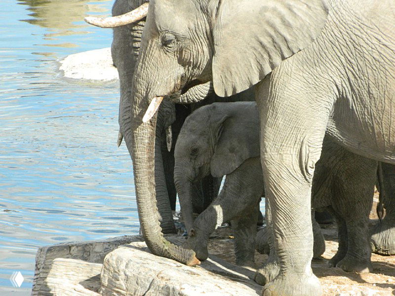 Крупный план взрослого слона и маленького слоненка у воды, деталь кожи и хобота, камера близко к поилке в Этоше.