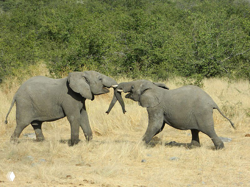 Двое молодых слонов играют и сцепляются хоботами на травянистой поляне в парке Этоша — типичное подростковое поведение.
