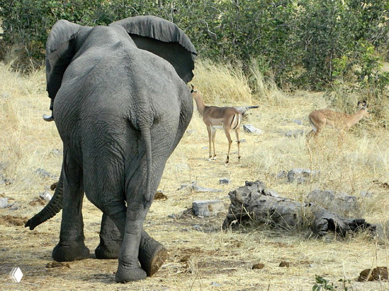 Слон крупным планом спиной к камере, рядом спрингбок и кустистая саванна; сцена очереди к водоему в центральной части Этоши.