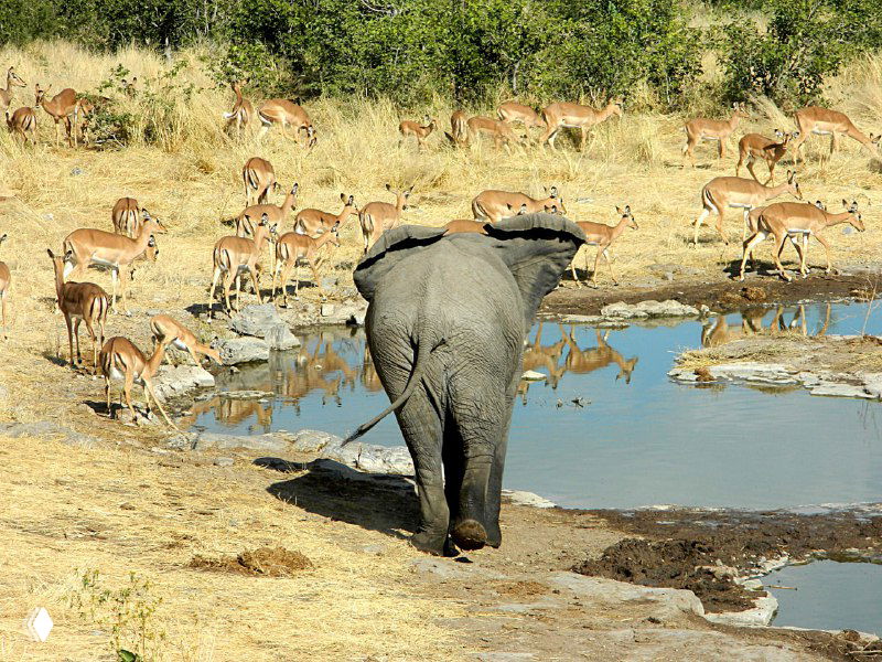 Слон выходит к поилке, а вокруг видны стада спрингбоков — динамичная сцена взаимодействия видов в национальном парке Этоша.
