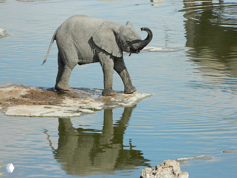Небольшой слоненок шагает у края поилки, его отражение видно в воде; спокойный момент наблюдения в национальном парке Этоша.
