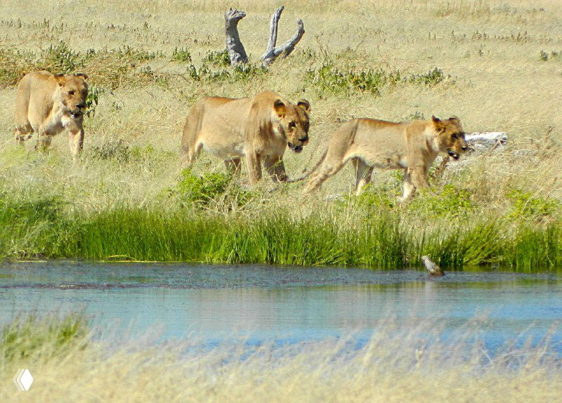 Намибия - львы, жирафы и антилопы в парке Этоша